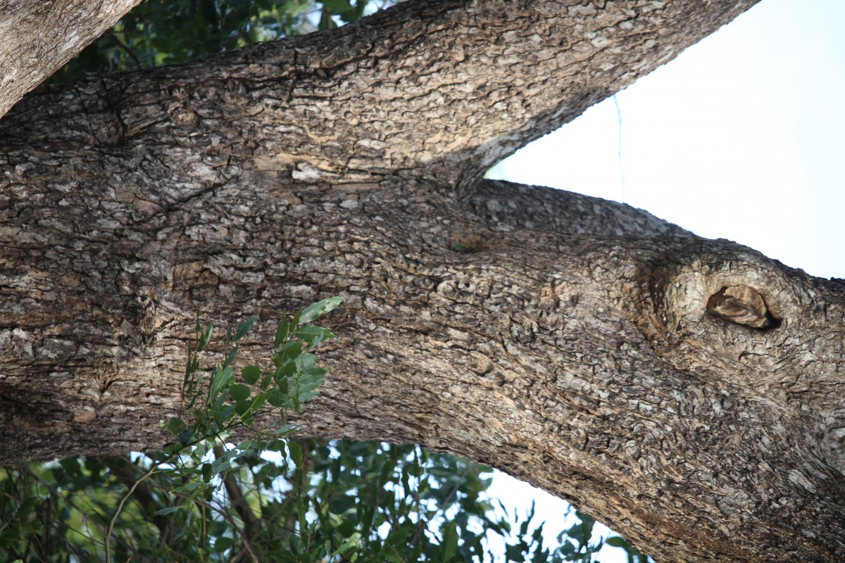 Pterocarpus marsupium Roxb.